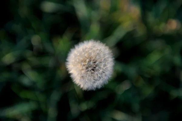 Karahindiba batımında doğal zemin üzerine