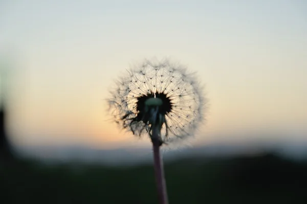 Karahindiba batımında doğal zemin üzerine
