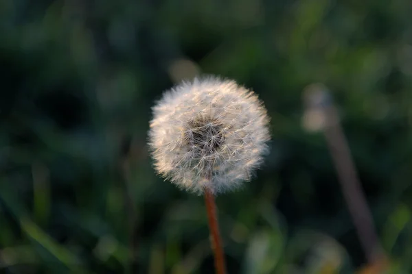 Karahindiba batımında doğal zemin üzerine