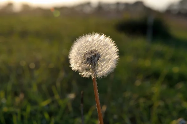 Karahindiba batımında doğal zemin üzerine