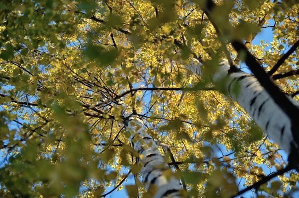 Gün batımı gökyüzüne bakarak, sonbahar huş