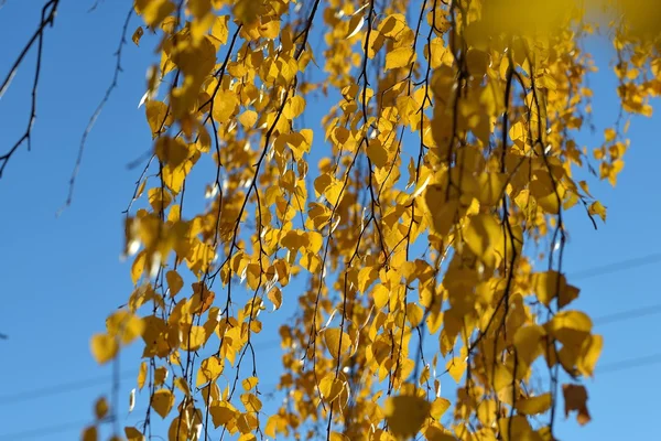 Gün batımı gökyüzüne bakarak, sonbahar huş