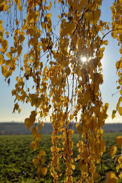 Gün batımı gökyüzüne bakarak, sonbahar huş