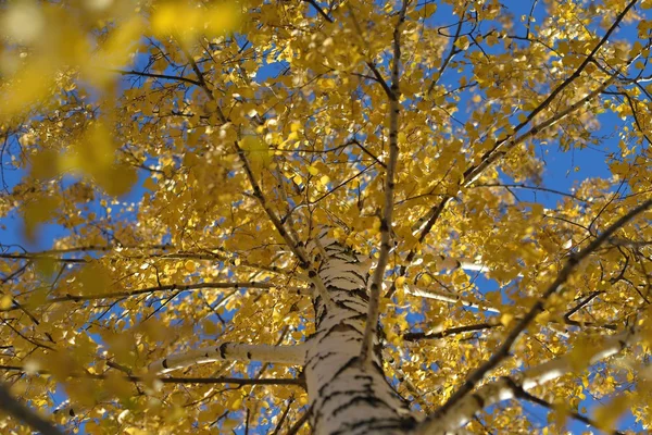 Autumn birch at sunset looking at the sky — Stock Photo, Image