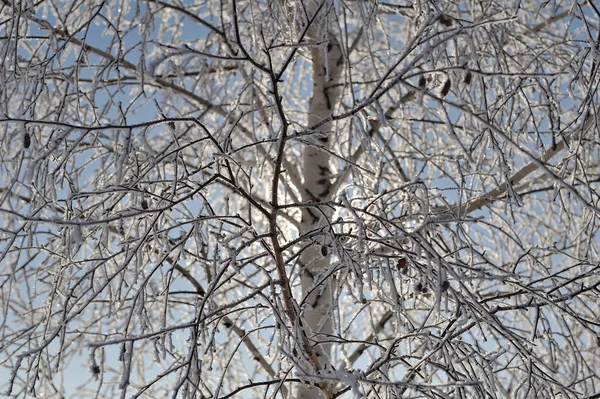 Birke mit Frost in der Sonne bedeckt — Stockfoto