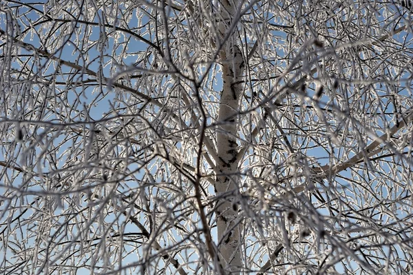 Frost güneşin huş kaplı