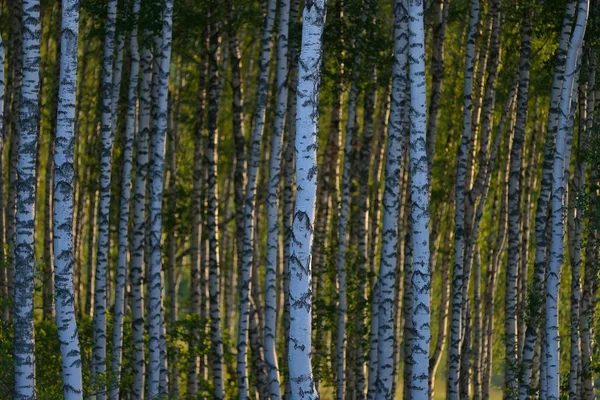 Yazın huş ağacı ormanı