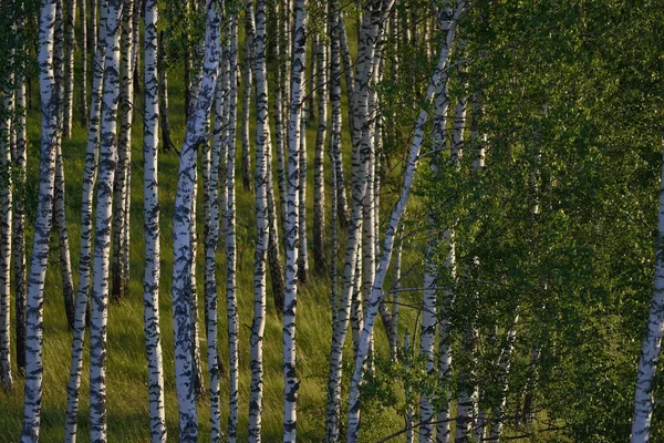 Yazın huş ağacı ormanı