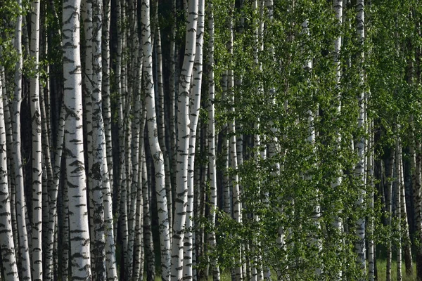Yazın huş ağacı ormanı