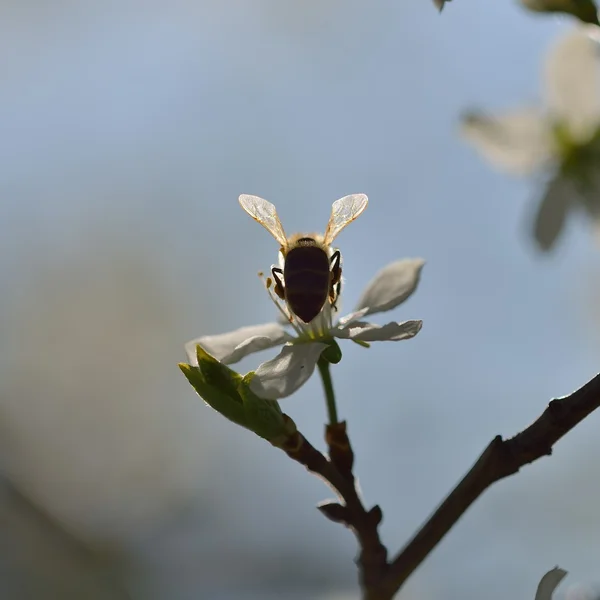 arı polen toplama bir çiçek üzerinde