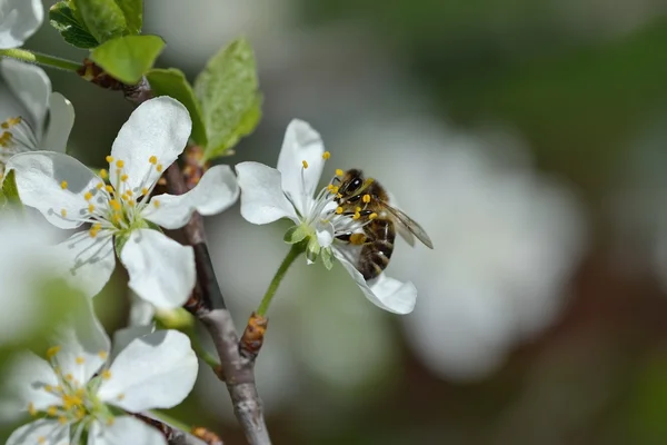 arı polen toplama bir çiçek üzerinde