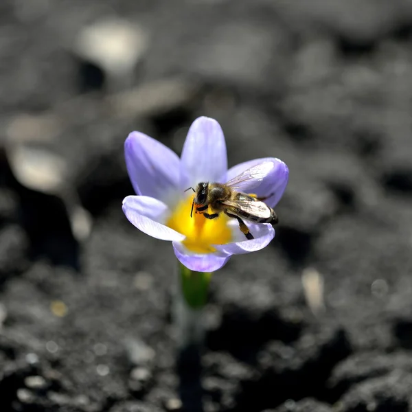 arı polen toplama bir çiçek üzerinde