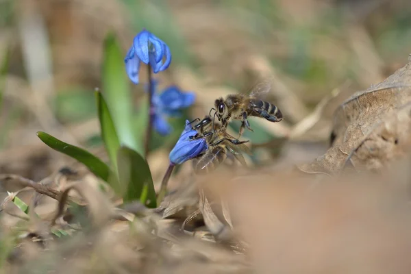 arı polen toplama bir çiçek üzerinde