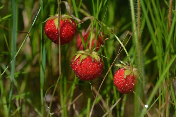 Acker-Erdbeer-Makro — Stockfoto