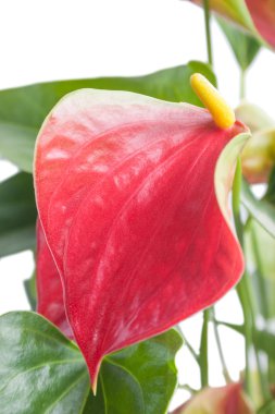 Anthurium. Açık renkli güzel çiçek
