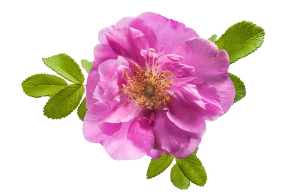 Wild rose flower on white background — Stock Photo, Image