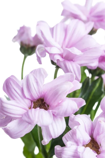 Aster. Beautiful flower on light background — Stock Photo, Image