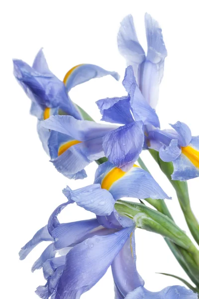 Iris. Beautiful flower on light background — Stock Photo, Image