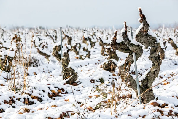 Vecchia vigna nella neve — Foto Stock