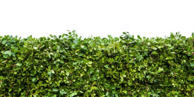 Green hedges with grass clipart