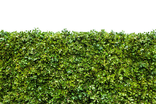 Green hedges with grass