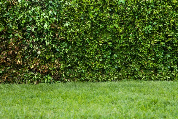 Sebes verdes com grama — Fotografia de Stock