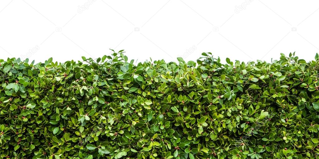 Green hedges with grass