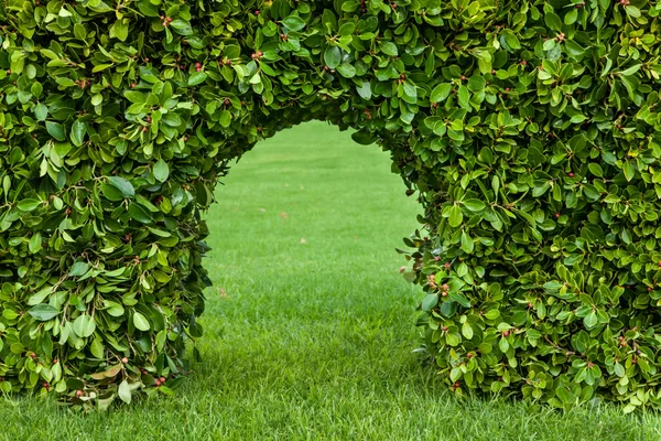 Английский сад. Зеленая изгородь с аркой и травой Стоковое Фото