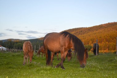 Atlar tarlada otluyor.