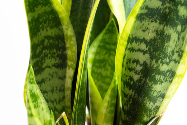 Belle Plante Sansevieria Pot Sur Fond Blanc Décor Maison — Photo