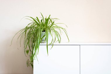 Çiçek, klorophytum komosum yeşil bir tencerede bir ışık duvarı önünde, ev bitkisi, kapalı alanda bitki, kopyalama alanı