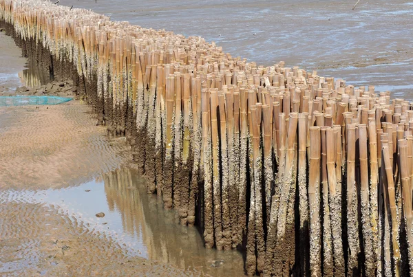 Bamboo barrier to protect the coast — Stock Photo, Image