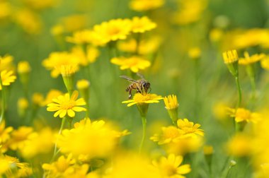 Arı ve Sarı Çiçekler