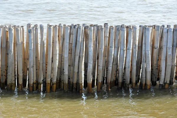 Bamboo barrier to protect the coast — Stock Photo, Image