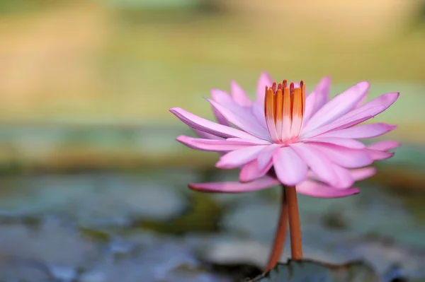 Pink lotus flower — Stock Photo, Image