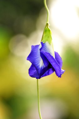 Mor clitoria çiçek