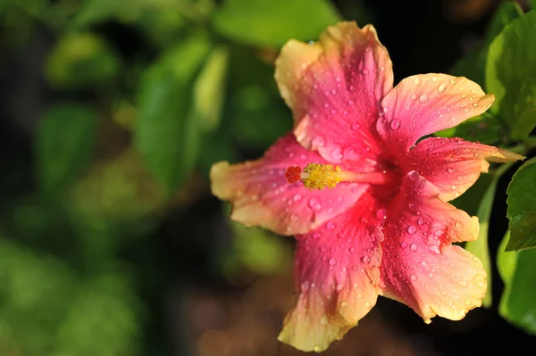 Flor de hibisco — Foto de Stock