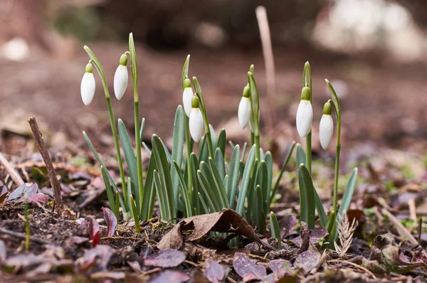 Des gouttes de neige poussent du sol — Photo