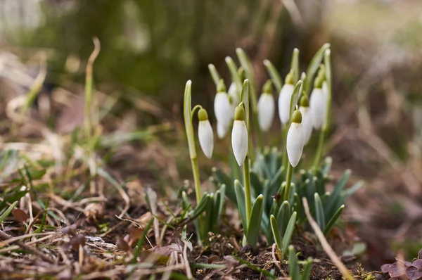 Snowdrops are growing from the ground — Stock Photo, Image