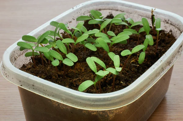 Молодой завод Seedling Marigold — стоковое фото