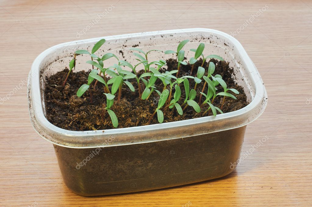 Young Seedling Marigold Plant Stock Photo Image By C Vinbergv