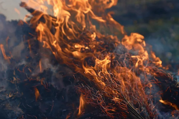 Bonfire closeup witth smoke — Stock Photo, Image