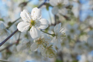 Beyaz kiraz çiçeği
