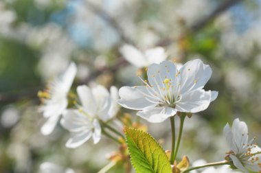 Beyaz kiraz çiçeği