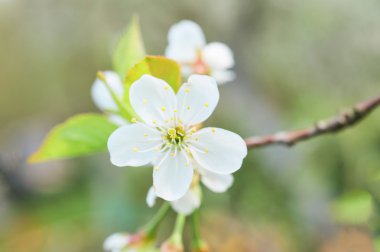Beyaz kiraz çiçeği