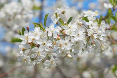 Beyaz kiraz çiçeği