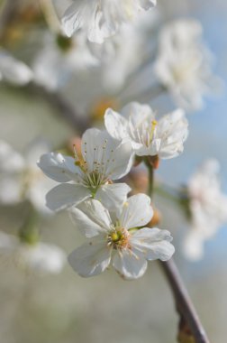 Beyaz kiraz çiçeği