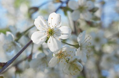 Beyaz kiraz çiçeği