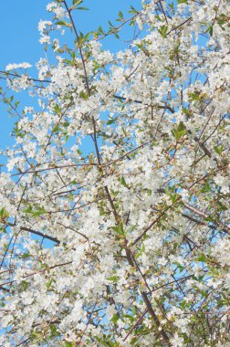 Beyaz kiraz çiçeği