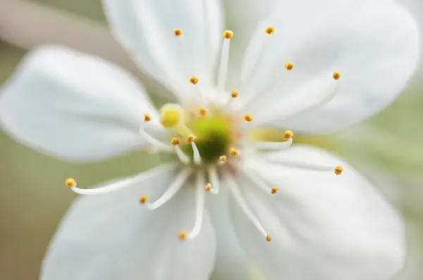 Flor de cerezo blanco — Foto de Stock